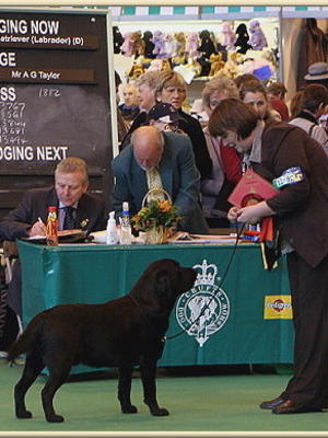 Winning the RDCC at Crufts