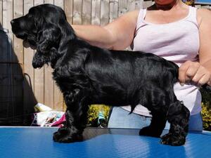 Black dog puppy