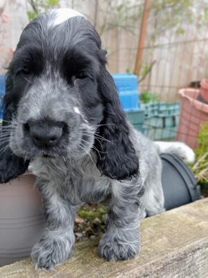 Blue roan dog pup.