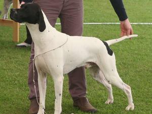 Sh Ch Wilchrimane Igoyougo at Riowood