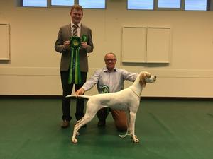Sh Ch / Ir Sh Ch Luneville Honey Moon at Brent