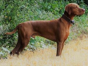 Rosco in perfect stance
