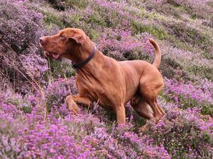 DANTE OUT HUNTING ON THE MOORS