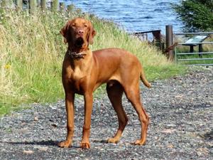 ROSCO PUPPY 6 MONTHS OLD