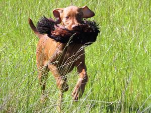 Already retrieving pheasant 16 weeks old