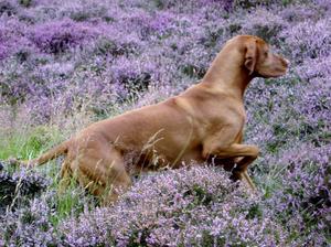KRISTO ON POINT IN THE HEATHER!
