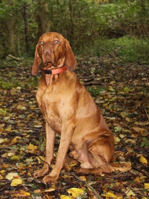 DANTE IN THE AUTUMN WOODS!