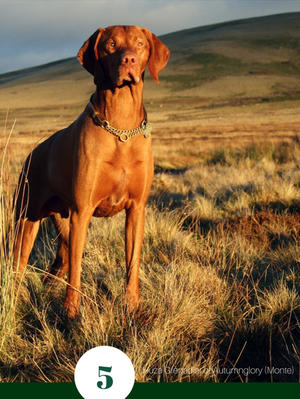 MONTE ON THE ARDEN GRANGE POSTER!