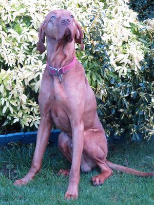 The lovely elegant Herbie!