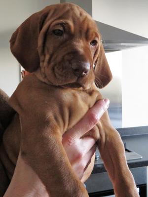 Typical 5 week old Herbie Pup!