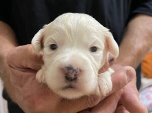 Little White Boy