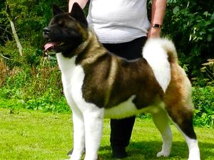 Sire Ruthdales Mark Of The Beast ( Ai)