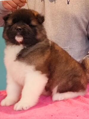 Longcoat Akita female pet puppy