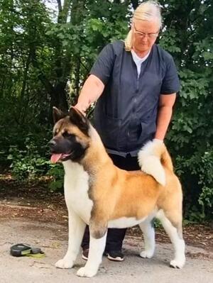 Available pups new born