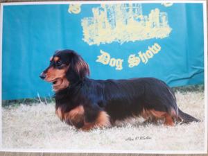 champdogs dachshund