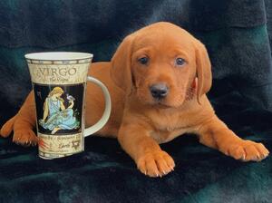 Puppy From Si Si's last litter