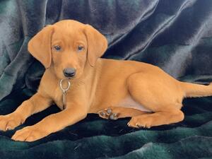 Asti as a Pup