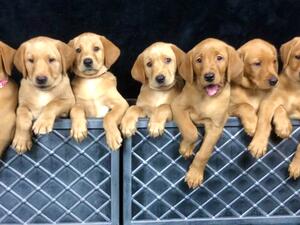 Pink Litter