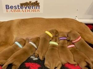 Previous Litter