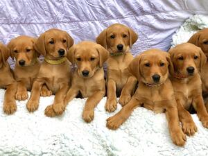 Bestevenn Blue Litter