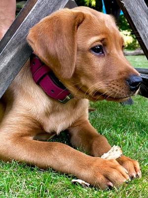 SI SI as Puppy