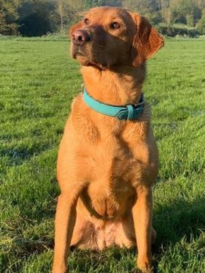 Bestevenn Scarlet Freyja (Freyja)