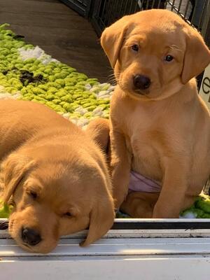 Purple Litter