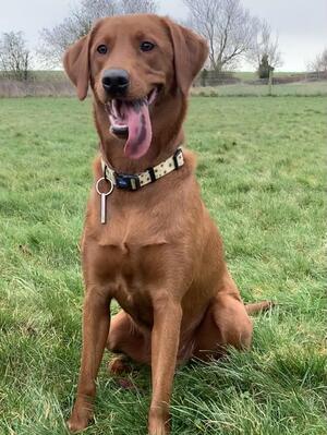 Asti 1 yr