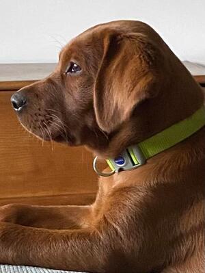Previous Si Si Puppy