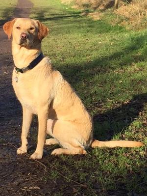 Good Girl Golden of Bestevenn