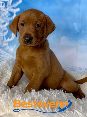 Bestevenn Puppy