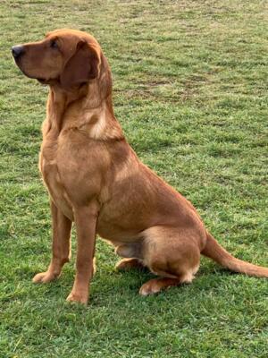 Bellspaddle Oban 'Obi'