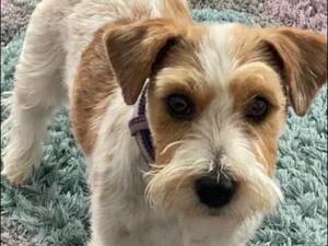 Great Hopes “Bella”