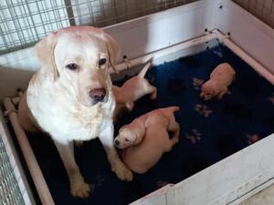Mum with Puppies