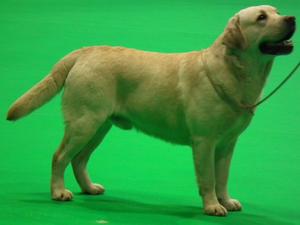 Sully (CH Mattand Exodus jw) Crufts 2019