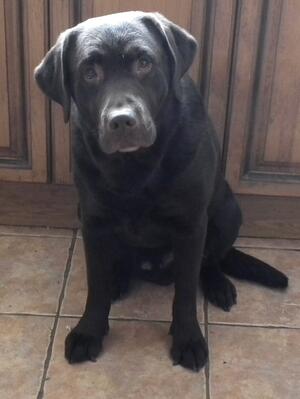 LOUMAR COLD WAR JIGALLS