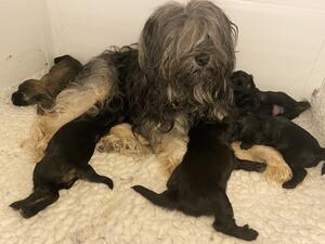 Mum & pups