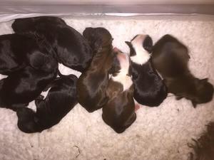 Pups at 3 days old