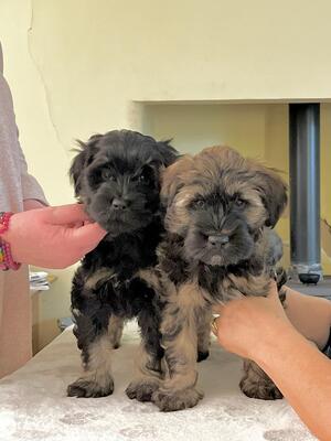 2 boys, 1 black & tan, 1 dark sable