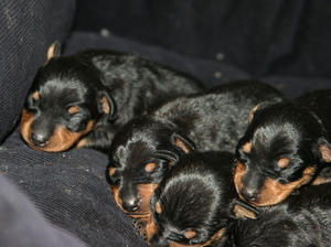 1 week old puppies