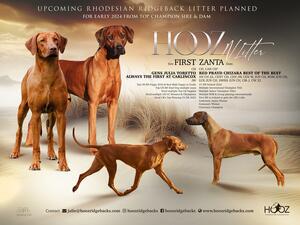N-Litter Hooz Rhodesian Ridgebacks