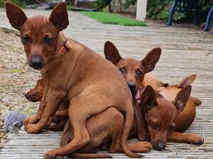 Hooz Miniature Pinschers - Chilling out