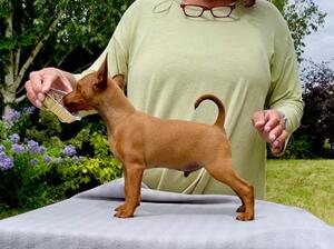 Hooz Miniature Pinschers - Red Boy