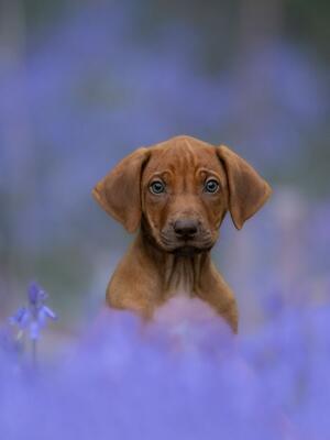Hooz Next Best - Livernose Rhodesian Ridgeback