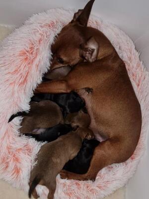 The litter
