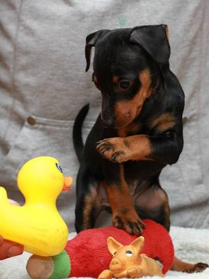 Puppy