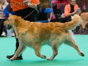 Buzz at Crufts 2017