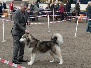 Icewolf Max a Million