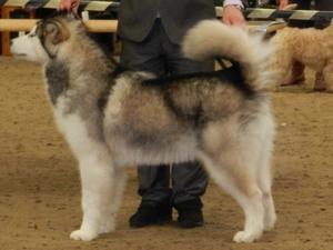 Brodie aged 8 months