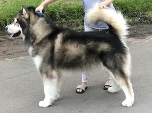 Kesuk, Sire of litter